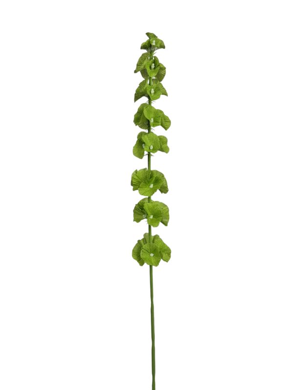 Molucella, Green 65cm