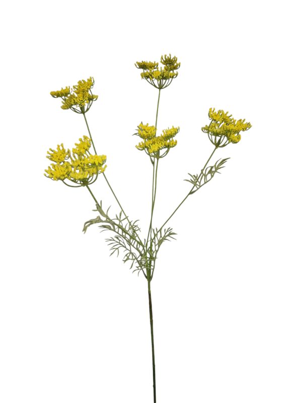 Anethum, yellow 80cm