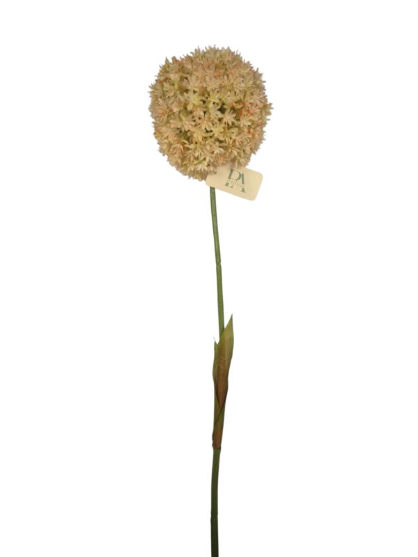 Allium, Purple, Big head 70cm