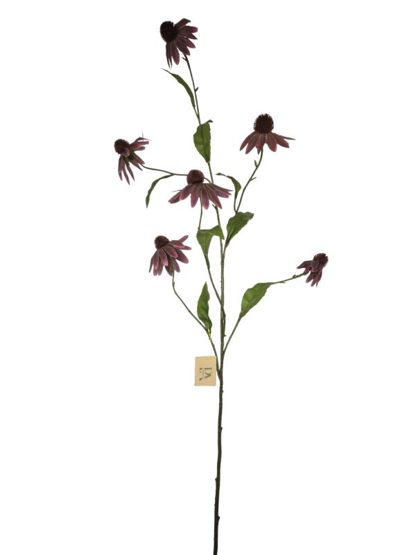 Echinacea, Burgundy 110cm