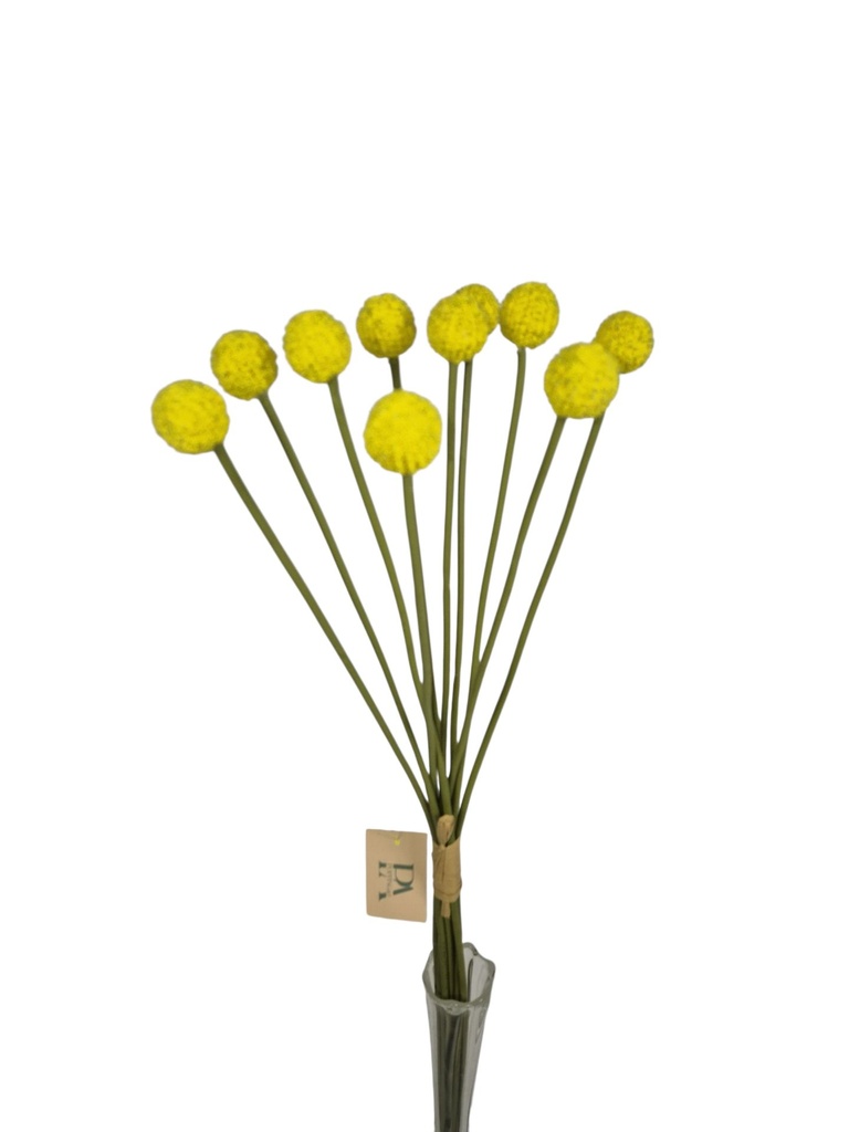 Graspedia, bush 10x Yellow 61 cm